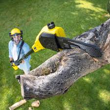 Best Organic Lawn Care Solutions  in Woodbury, MN